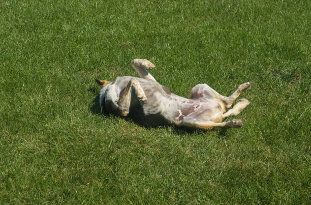 istock dog lying on lawn on the back and resting 1344469942