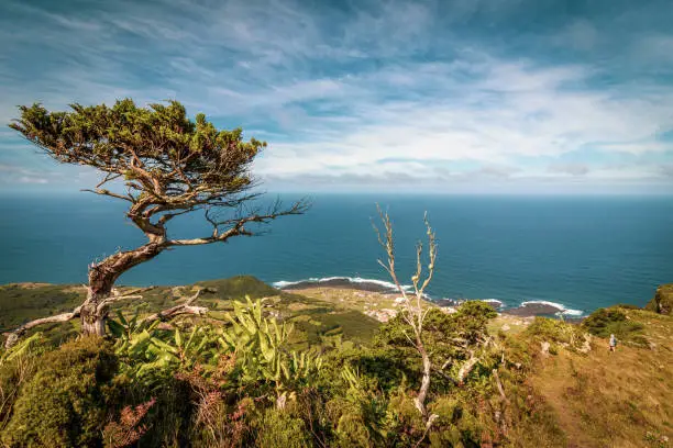 Photo of Azores islands, landscape with green vegetation, Flores, travel destination for hiking.