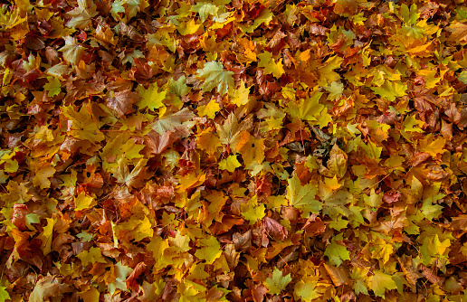 Autumn season old leaves on the ground.