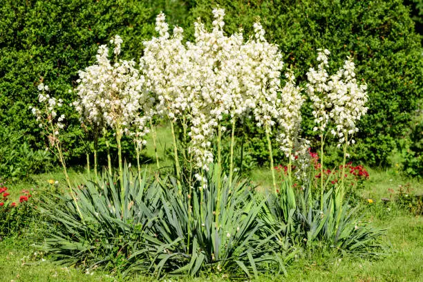 Many delicate white flowers of Yucca filamentosa plant, commonly known as Adam's needle and thread, in a garden in a sunny summer day, beautiful outdoor floral background