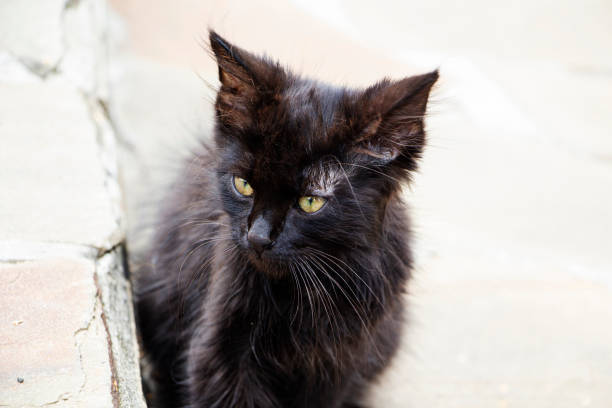 istock a cute black stray kitten with sparkling green eyes. 1344473463