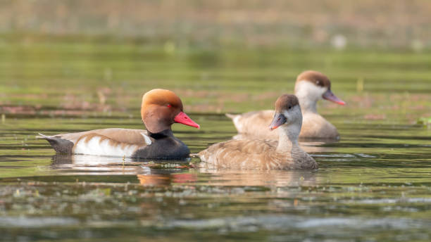 Red-crested Pochard (Netta rufina) A colorful group of Red-crested Pochard (Netta rufina) in water at Chupi Char. Purbasthali, Bardhaman, West Bengal, India netta rufina stock pictures, royalty-free photos & images