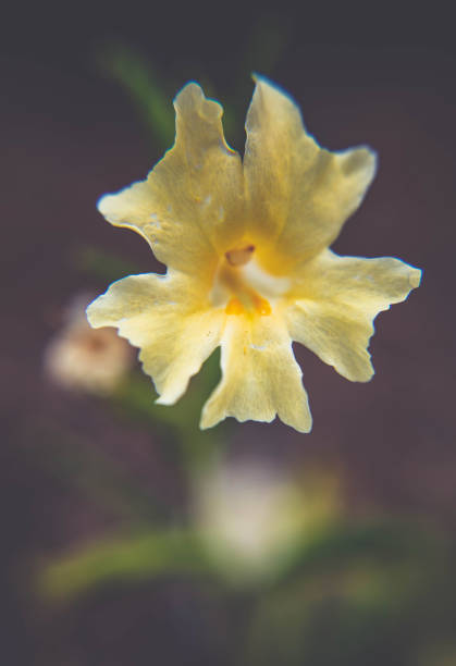istock Yellow Trumpetbush 1344474651