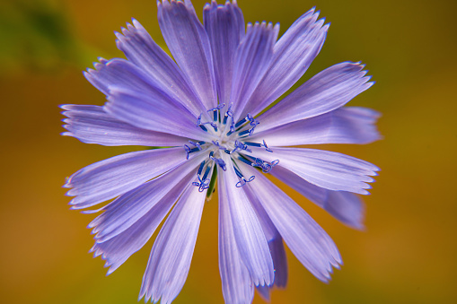 A macro photo of a wild Chicory flower