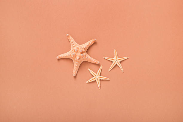 istock Starfishes on a brown background. Beach and vacation concept. Global warming. Banner. Flat lay, top view 1344475485