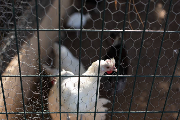 Chicken Profile in a Cage With Other Chickens.
