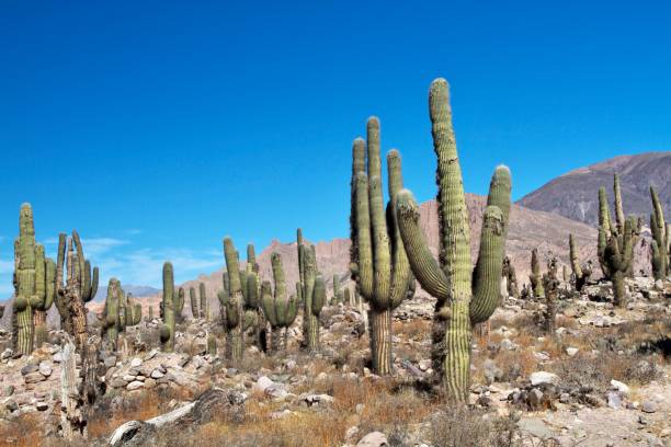 istock Desert area covered by cactus near Salta, Argentina 1344477792