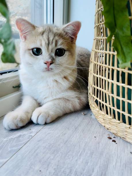istock Green eyed cat and planter 1344477839