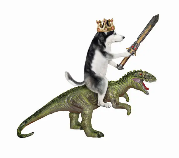 Photo of Dog husky king with sword riding rex