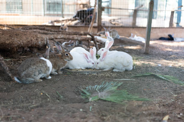 Group of rabbit feeding in the cage.