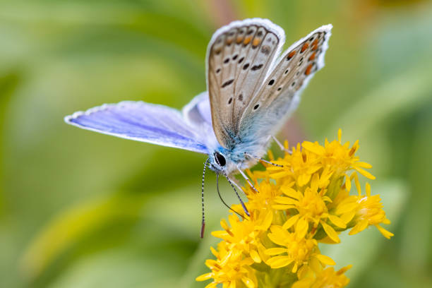 istock Common blue butterfly (Polyommatus icarus) on yellow wildflower 1344478753
