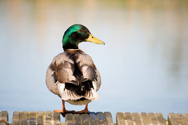 istock Male Mallard duck. 134447886