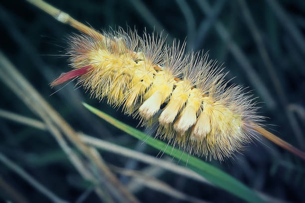calliteara pudibunda moth caterpillar insect - rups van de meriansborstel stockfoto's en -beelden