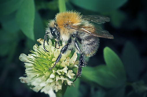Bee Insect On Clover Flower. Digitally Enhanced Photograph.