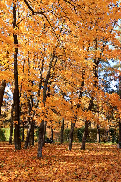 istock Autumn park in October on a sunny day, path with red maple leaves and oaks, background. Beautiful bright natural landscape in the park, seasons, golden autumn season, 1344479026