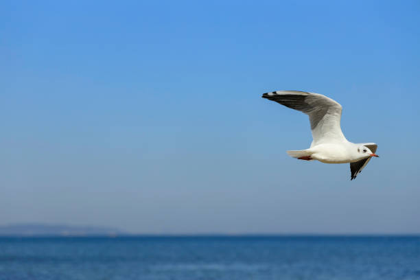 istock seagulls flying over the beach 1344479841
