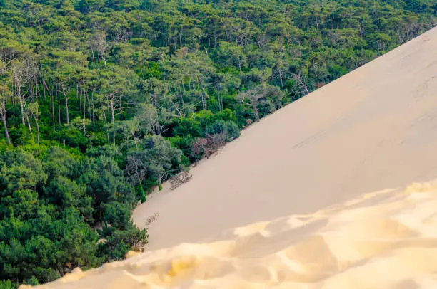 Photo of The Dune of Pilat, also called Grande Dune du Pilat, the tallest sand dune in Europe.