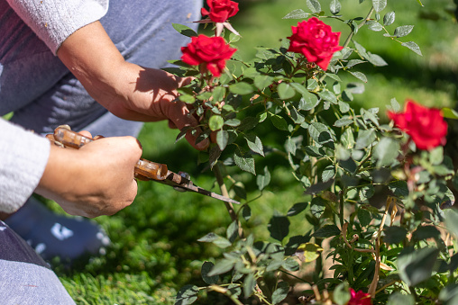 A gardener is caring for the rose bush by deadheading, pruning roses with pruning shears to encourage more rose blooms in summer.