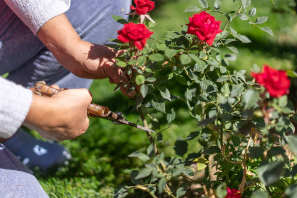 Close up A gardener is caring for the rose bush by deadheading stock photo