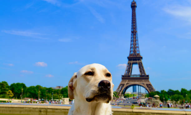 istock Eiffel Tower, Paris, France 1344480792
