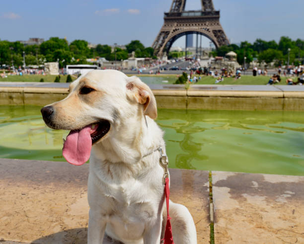 istock Eiffel Tower, Paris, France 1344480793