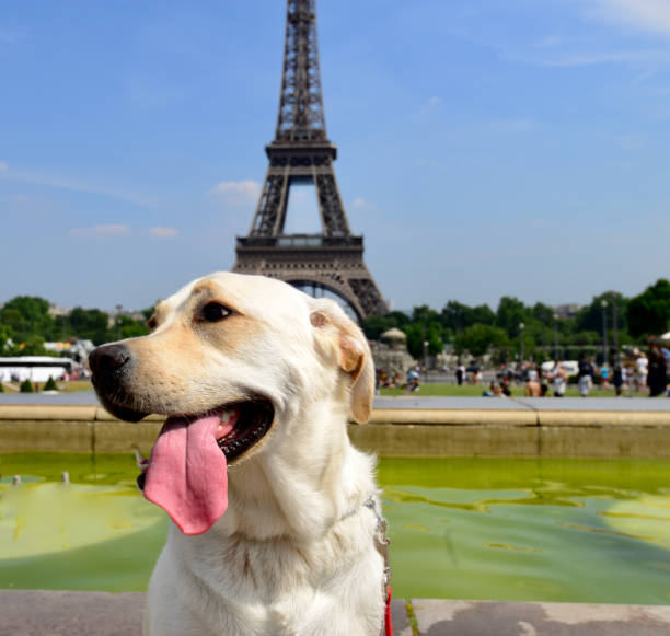 istock Eiffel Tower, Paris, France 1344480796