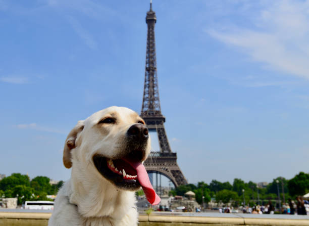 istock Eiffel Tower, Paris, France 1344480799