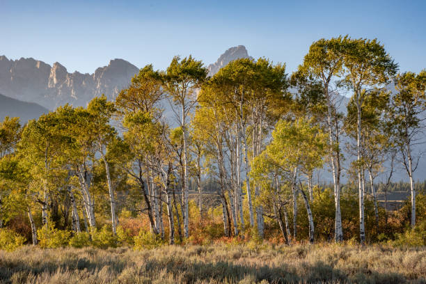 scène d’arbre d’automne au parc national de grand teton - teton range grand teton national park mountain rural scene photos et images de collection