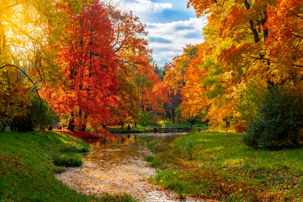 parque catherine en follaje otoñal, pushkin (tsarskoe selo), san petersburgo, rusia - catherine park fotografías e imágenes de stock