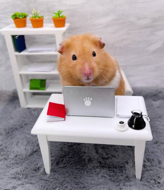 Cute Syrian Hamster Working From Home on a Laptop Golden hamster in his home office on the computer rodent photos stock pictures, royalty-free photos & images