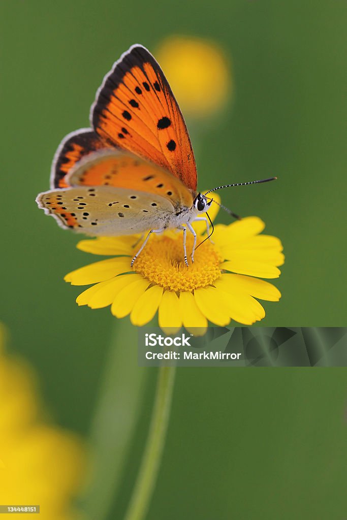 Large Copper butterfly Lycaena dispar and yellow flower Large Copper butterfly Lycaena dispar and yellow flower Cota tinctoria, or Golden Marguerite and Yellow Chamomile Animal Wildlife Stock Photo