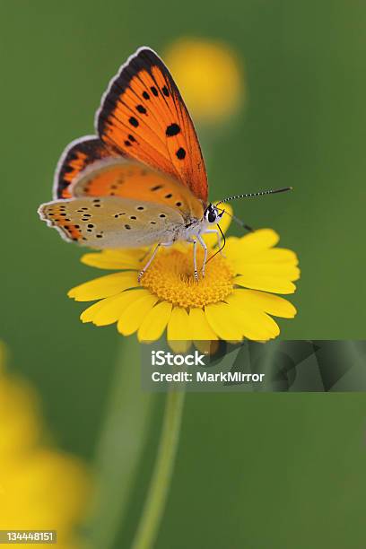 Large Copper Butterfly Lycaena Dispar And Yellow Flower Stock Photo - Download Image Now