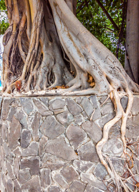 Tree root cover stone wall background. Postcard, poster. Ideal for use in the design or wallpaper. Stories vertical format