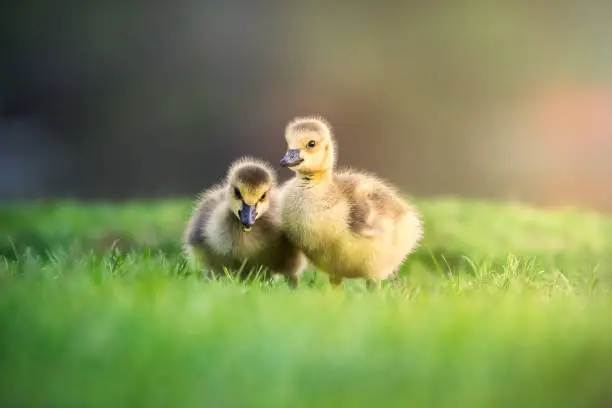 Cute Goslings