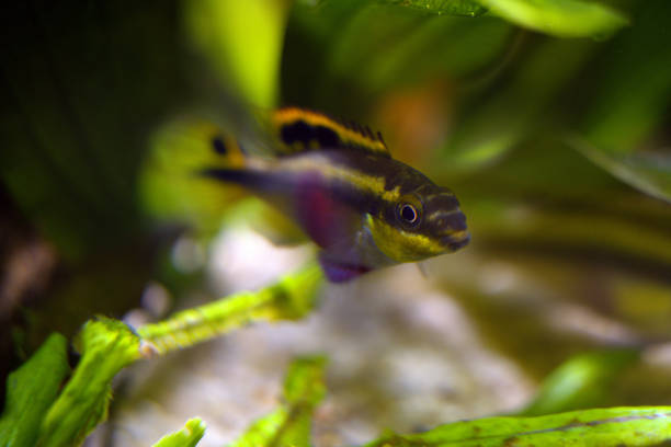 istock Beautiful aquarium fish close-up. Tropical fish. 1344486430