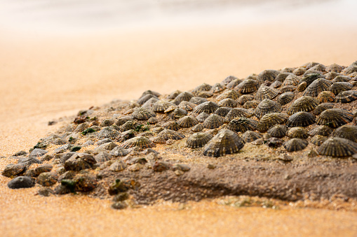Limpets growing on a rock, background.