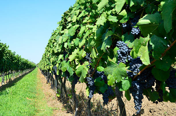 istock Vine in Burgenland 134449055