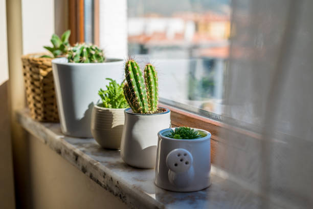 istock Decorative cactus plants in the window 1344491615