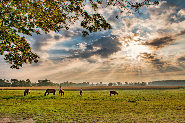 istock Sunbeams on Rural Farm Field 1344494594