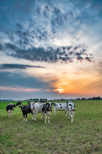 Cows at Sunset, vertical Image.