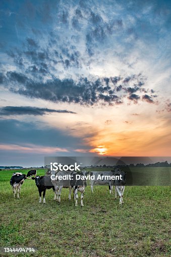 istock Cows at Sunset 1344494794