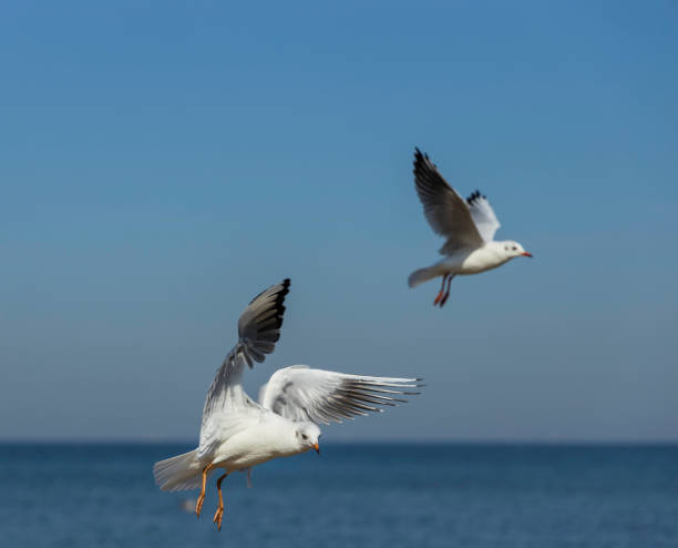 istock seagulls flying over the beach 1344495689