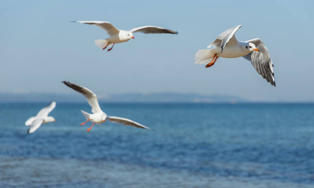 istock seagulls flying over the beach 1344495703