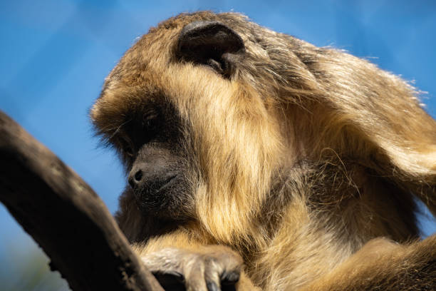 istock a monkey with long blonde hair on the branch 1344496374