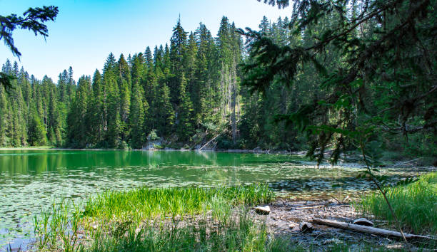 istock Calm lake in mountain forest 1344496378