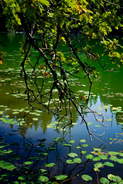 Lake deep in mountain forest. Calm lake surface. Pine woods near a lake coast, summer shade and magic nature in national park.