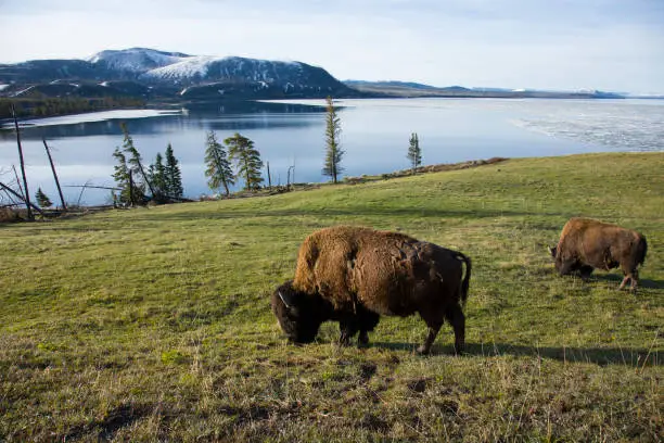 Two large bison (buffalo) grazing on green grass on hillside overlooking beautiful calm Yellowstone Lake with ice formations still on lake.