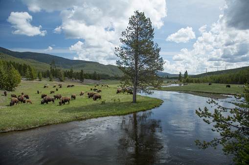 Large heard of American Bison (Buffalo) grazing on new spring grass along side “s” curving river in Yellowstone National Park, Wyoming.