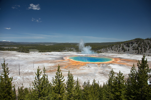 Panoramic extremely colorful Grand Prismatic Springs from a distance with bright blue sky and light steam lifting off lake of rainbow colors