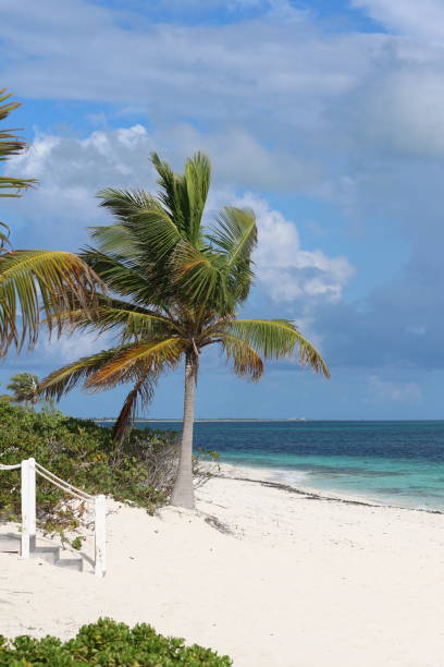 istock Palm tree on a beach in Providenciales, Turks and Caicos Islands 1344496738